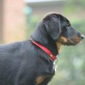 chien DM (50)
